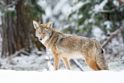 Coyote sulla neve