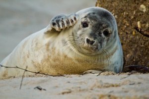 5 animali che popolano la spiaggia