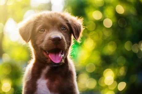 I Cani Meticci Sono Piu Sani Dei Cani Di Razza I Miei Animali