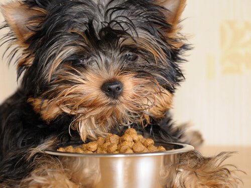 un cucciolo mangia del cibo umido da una ciotola di alluminio
