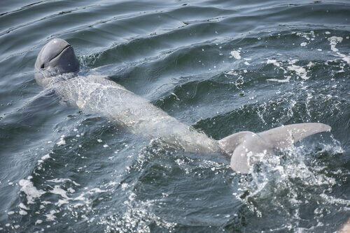 un delfino del fiume irrawaddy nuota con il muso in alto