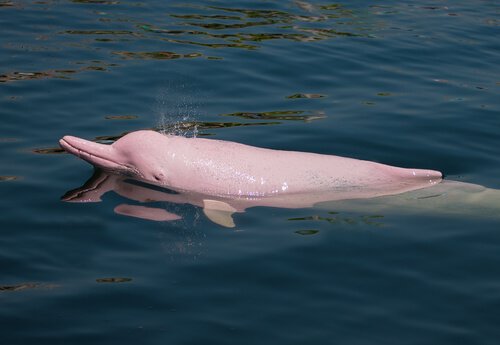un delfino rosa delle amazzoni mentre nuota