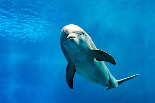 un delfino nuota