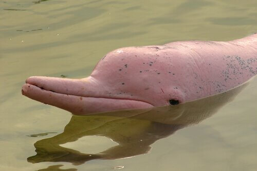Delfino rosa delle amazzoni affiora dall'acqua per respirare