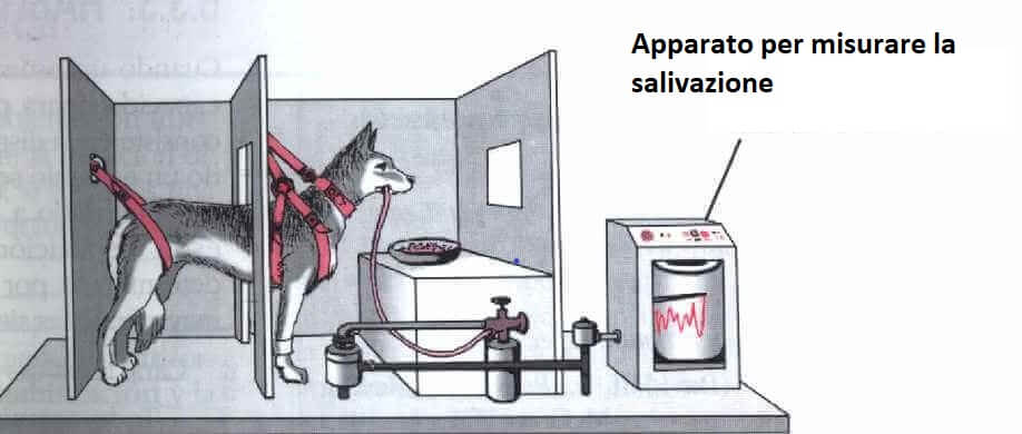 Immagine esperimento Pavlov