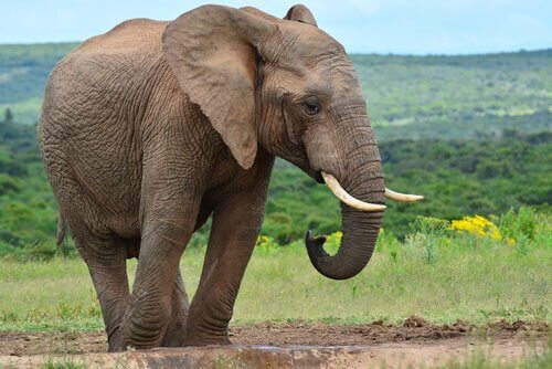 un elefante africano cammina nel prato