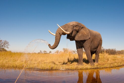 Elefante spruzza acqua dalla proboscide in un lago africano