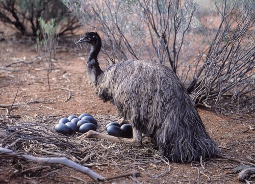 un emù mentre cova le sue uova 