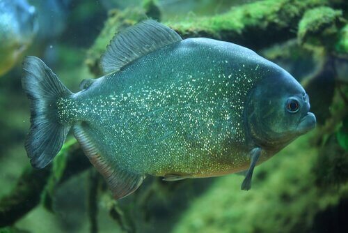 un esempio di Piranha di colore verde azzurro