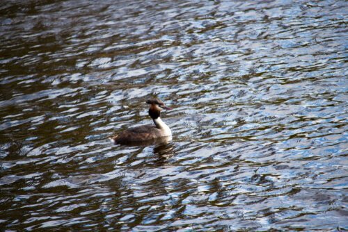 Svasso dal cappuccio galleggia sull'acqua