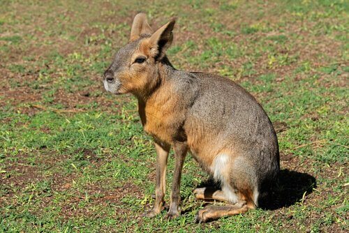 Roditori Piu Grandi Della Fauna Selvatica I Miei Animali