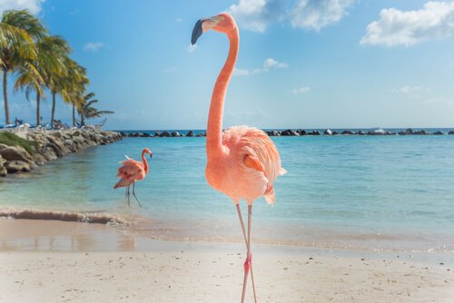 fenicotteri rosa su una spiaggia in piedi