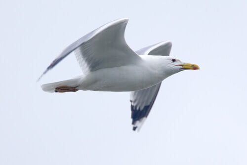 Gabbiano vola visto di profilo