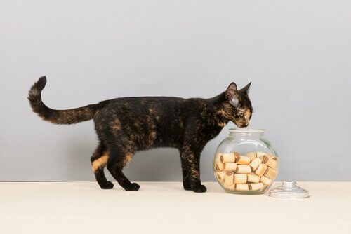 Un gattino annusa un contenitore pieno di biscotti