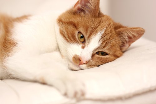 gatto a macchie bianche e arancioni sdraiato sul cuscino