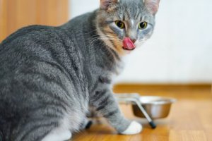 Il miglior cibo per gatti per una corretta alimentazione