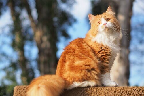 un gatto a pelo lungo prende il sole su una staccionata