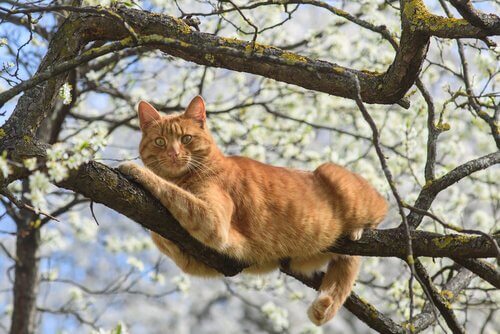 un gatto adulto rosso sdraiato su un ramo