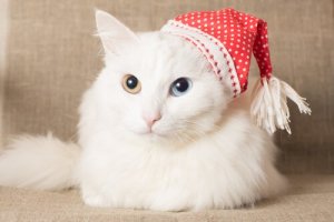 7 razze di gatti a pelo lungo da non perdere