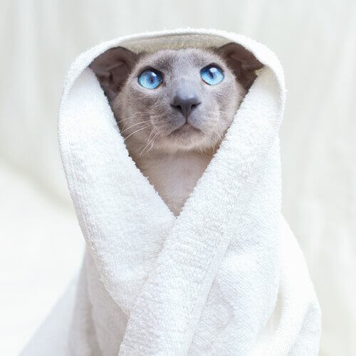 un gatto con accappatoio e occhi blu