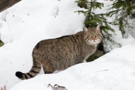 5 Animali Che Vivono Sulla Neve I Miei Animali