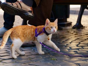 8 consigli per portare a spasso il gatto