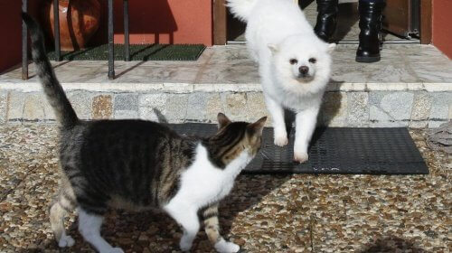 Gatto e cane bianco si incontrano per strada