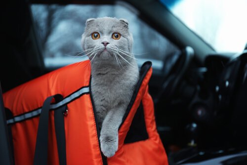 8 consigli pratici per viaggiare con il gatto