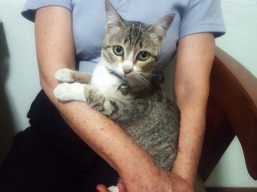 un gatto grigio in grembo a una ragazza