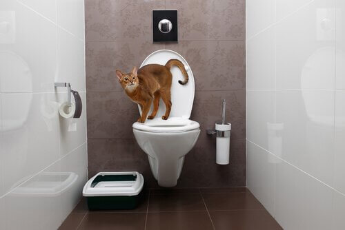 Gatto in bagno in piedi sul WC