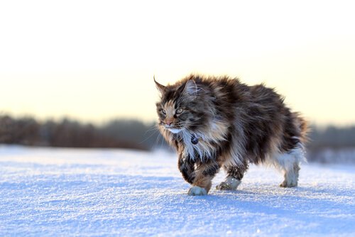 un gatto maine coon cammina sulla neve