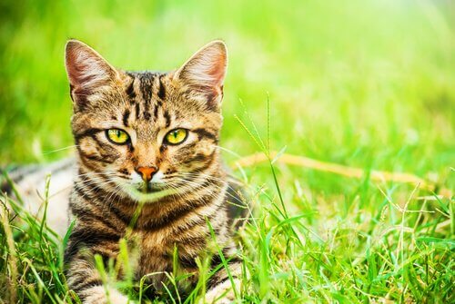 5 motivi per adottare un gatto meticcio