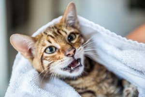 Eliminare il cattivo odore del gatto senza lavarlo