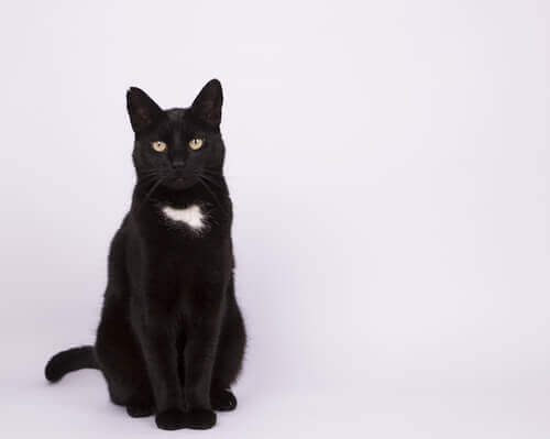 un gatto nero con macchia bianca sul collo