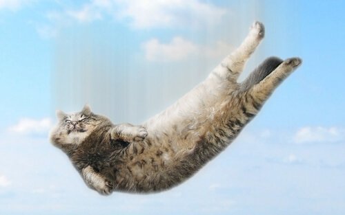 Cos'è la sindrome dei gatti volanti?