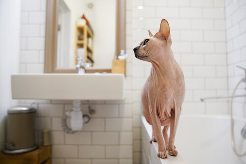 un gatto senza peli cammina sul bordo della vasca da bagno