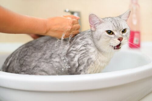 È davvero necessario fare il bagno al gatto?
