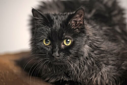 un gatto tiffany nero visto da vicino