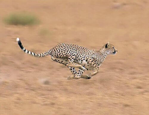 un ghepardo mentre sprinta a tutta velocità