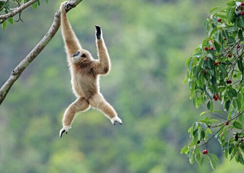 Gibboni, tutto quello che bisogna sapere
