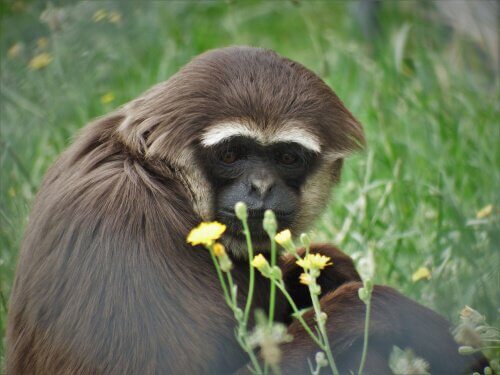 Gibbone seduto gioca con dei fiori