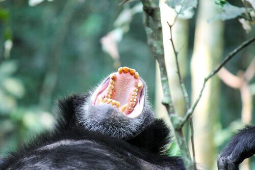 un gorilla che urla con la bocca aperta visto dal basso
