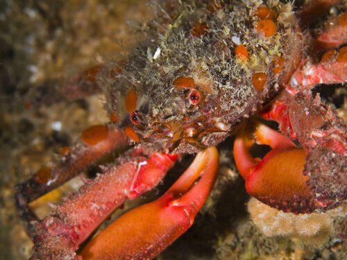 un granchio rosso cammina su uno scoglio
