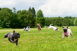 L'importanza di vigilare il cane al parco