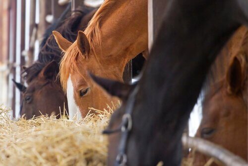 un gruppo di cavalli mangiano del fieno in una stalla