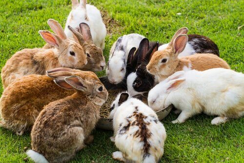 un gruppo di conigli intorno a una ciotola con il mangime