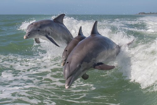 un gruppo di delfini salta seguendo la scia di una barca