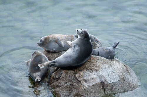 un gruppo di foche appoggiate su uno scoglio