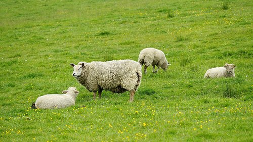 pecore tra animali ruminanti