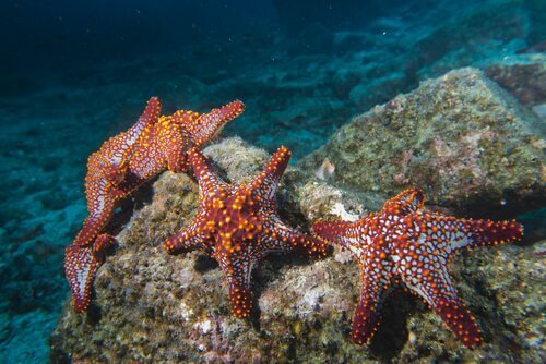 Le caratteristiche della stella marina
